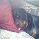 Zippyvic's picture