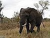 Africa