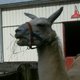 Ndabaningi's picture