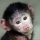 Baboon's picture