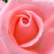 babyroses's picture