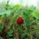WildStrawberry's picture