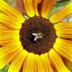 smaine07's picture