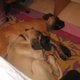 chatabox's picture