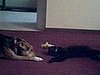 The Stare Down