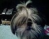 Gizmo's new hair-do