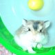 CarpeNoctum's picture