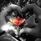 Zephyre's picture