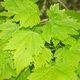 kuriouskris's picture