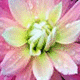 lavieboheme's picture