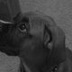 boxermom1's picture
