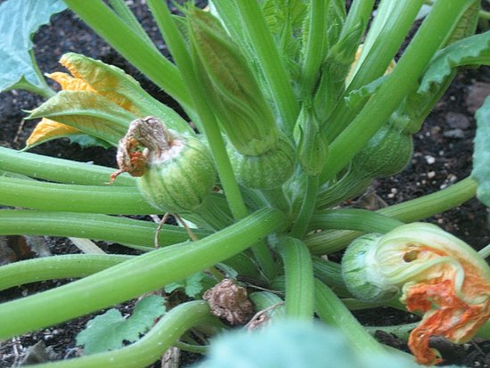 Name This Plant 