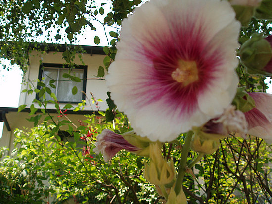 Name This Flower