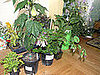 No Gifts, Just Plants, Please!