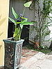 Laotians Are Really Into Their Plants!