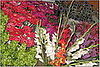Buy Flowers From a Local Grower