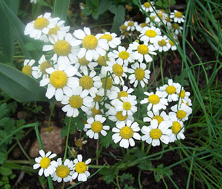 Name This Flower
