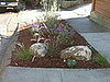 Proper Plantings