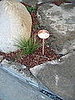 Copper Mushrooms