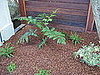 Fern Gully