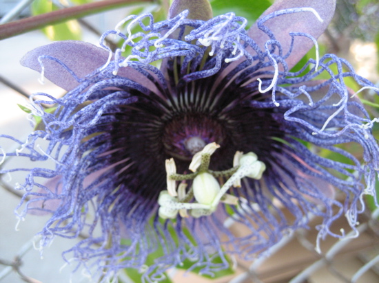 Name This Flower