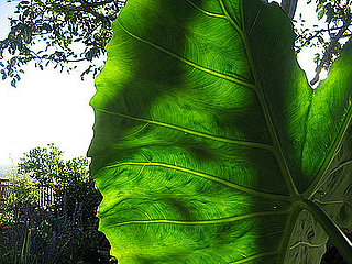 Garden Therapy: California Tropical