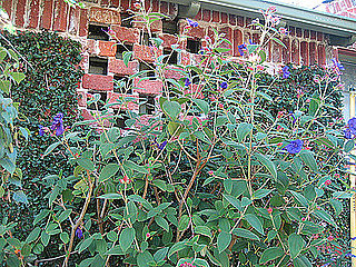 Garden Therapy: A Craftsman Garden
