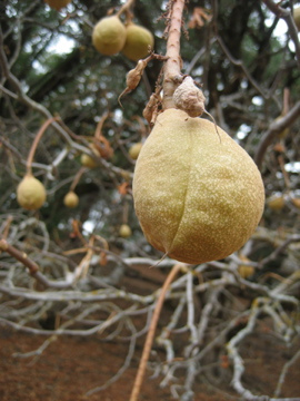 Name This Tree