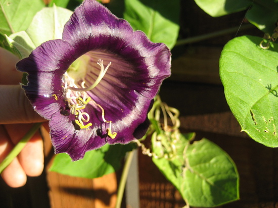 Name This Flower
