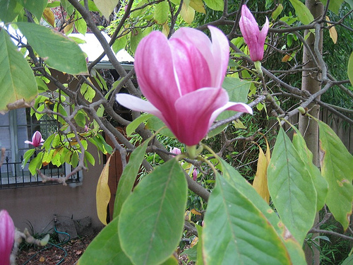 Name This Tree