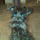 ibte's picture