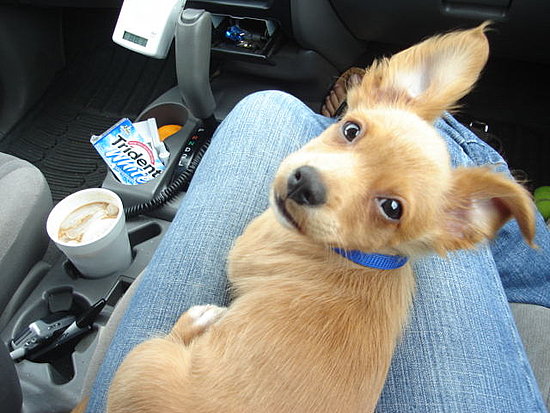 Cutest Dog In The World!