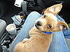 Cutest Dog In The World!