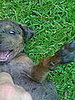 He is such a happy puppy!