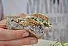 Kahlua Pork on a Taro Roll