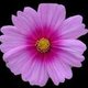 pelirroja828's picture