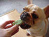 Samson loves treats! 