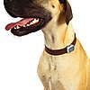 Sniff Out Your Pet's Activity With the Sniftag 