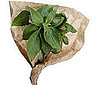 Basil