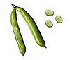 Fava Beans