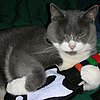 Make Your Kitty a Geek With Stuffed Gadget Toys