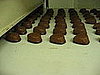 It's Raining Chocolate