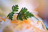 Chervil