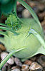 Kohlrabi