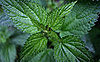 Stinging Nettles