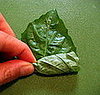 Beginning at the base, roll the stack of leaves tightly as you would a burrito. 