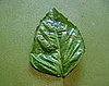 Start with individual clean, dry leaves that are free of any stems or buds. 
