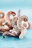 Squid