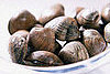 Clams