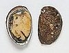 Abalone